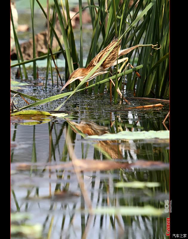 【水上荷塘观赏野生鸟·品种不少收获还挺多】