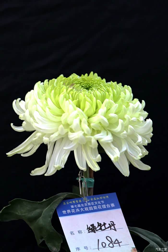 欣赏菊花擂台赛评比出来的菊王