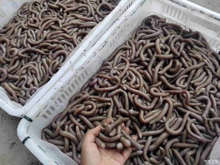 【图】福建的车友谁知道福建什么地方有星虫.又名沙虫,知道的车友请._