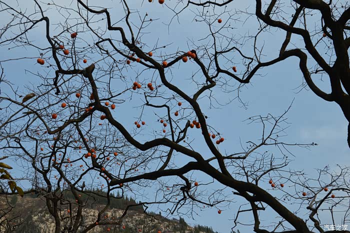 百年柿子树,纯天然的无公害