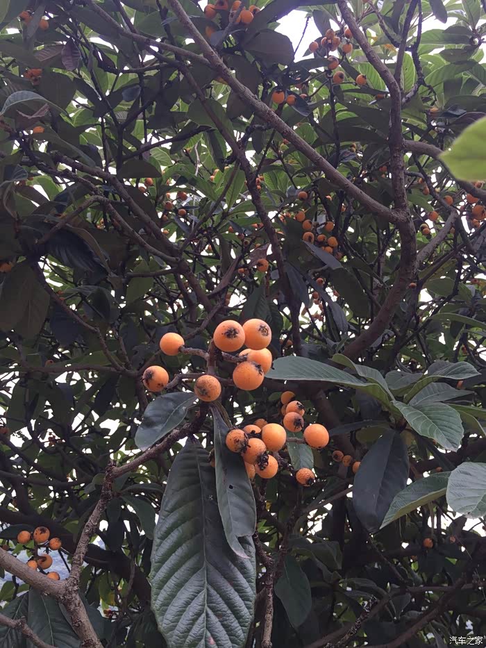 四川cs35车友会atprinciple自驾龙泉枇杷沟枇杷吃到吐