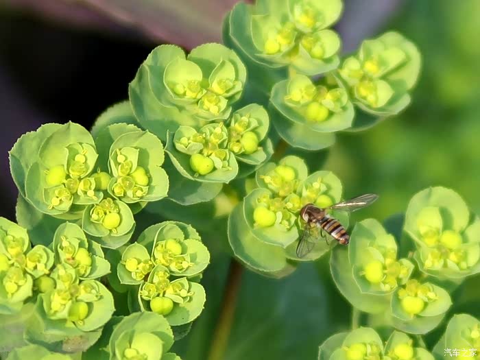 永诺85-1.8镜头拍观致5,高手来看看如何消除紫