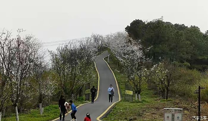 查家湾樱花大道图片