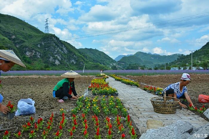 大地115黔東南又添新景點凱里馬鞭草花海