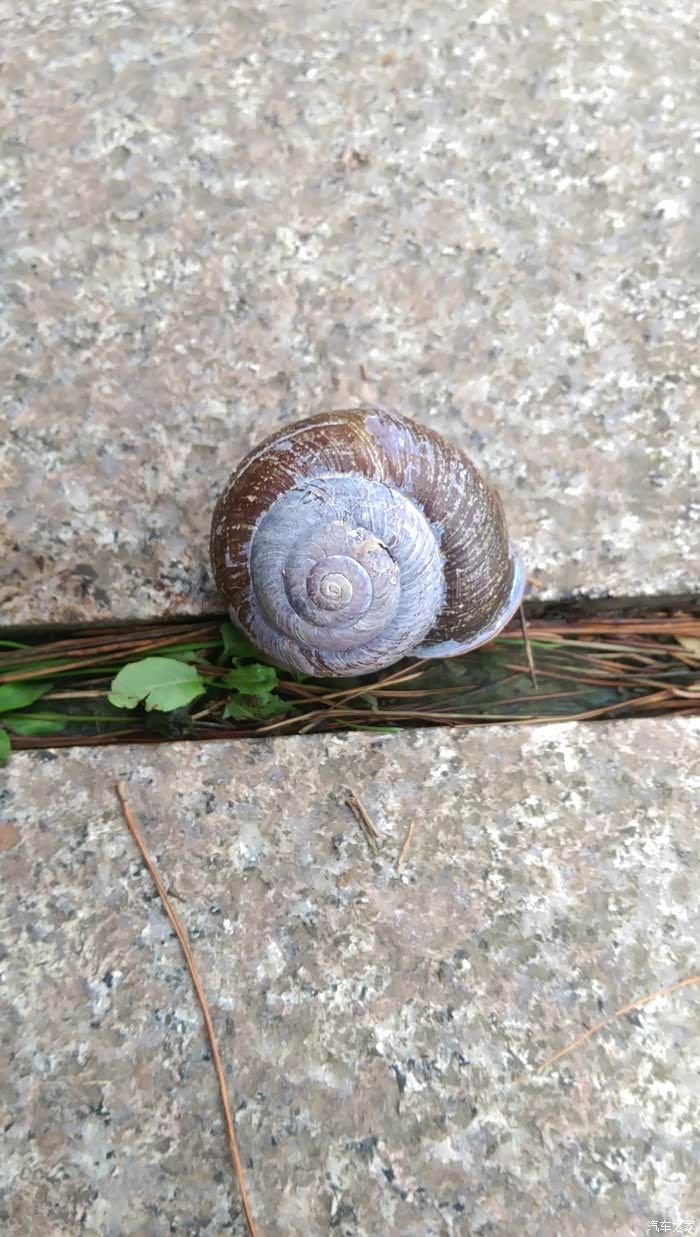 拳头大蜗牛,是是蜗牛精?