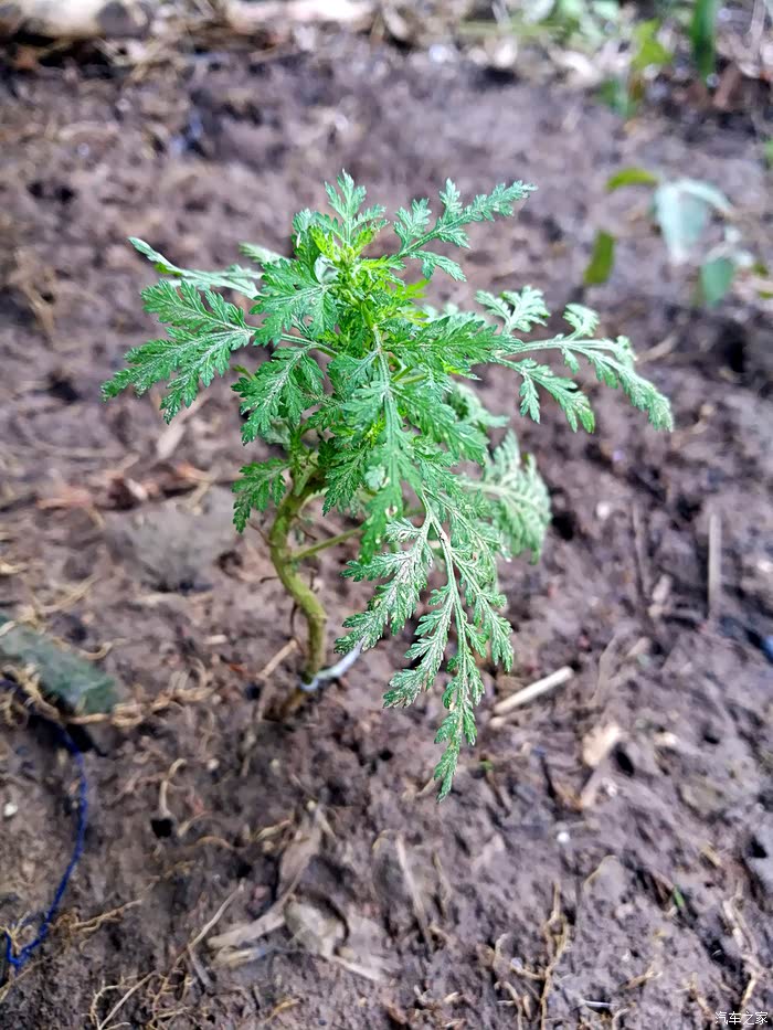 苦蒿,以前用这个来止血的