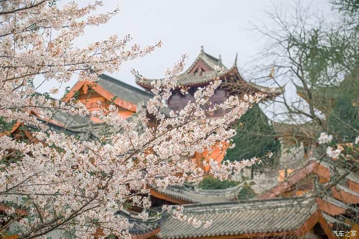 小长假,自驾虎8,南京鸡鸣寺看樱花盛开!