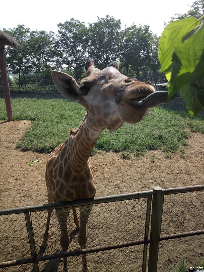 相親相愛一家人遊石家莊動物園