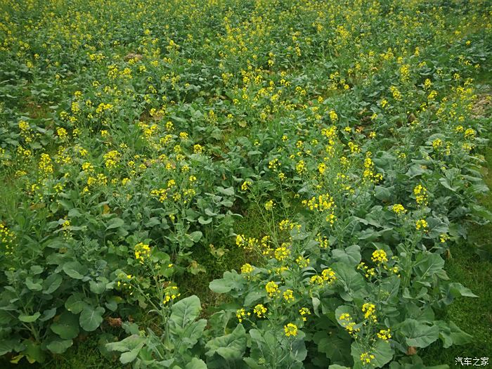 广州红山村油菜花图片