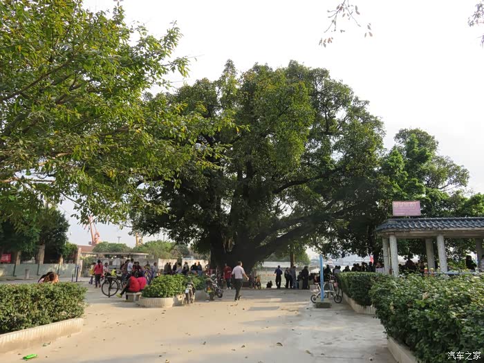 你好2021游玩海珠湿地卫氏宗祠小洲村龙潭村篇no1