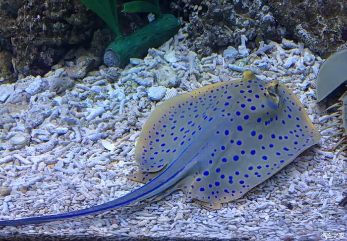 这个叫 赤魟,尾部细长如鞭,尾前部背面有锯齿状硬棘一枚