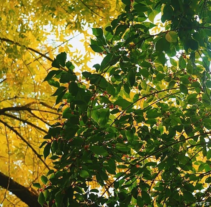 金秋的阳光温馨恬静,金秋的微风和煦轻柔!