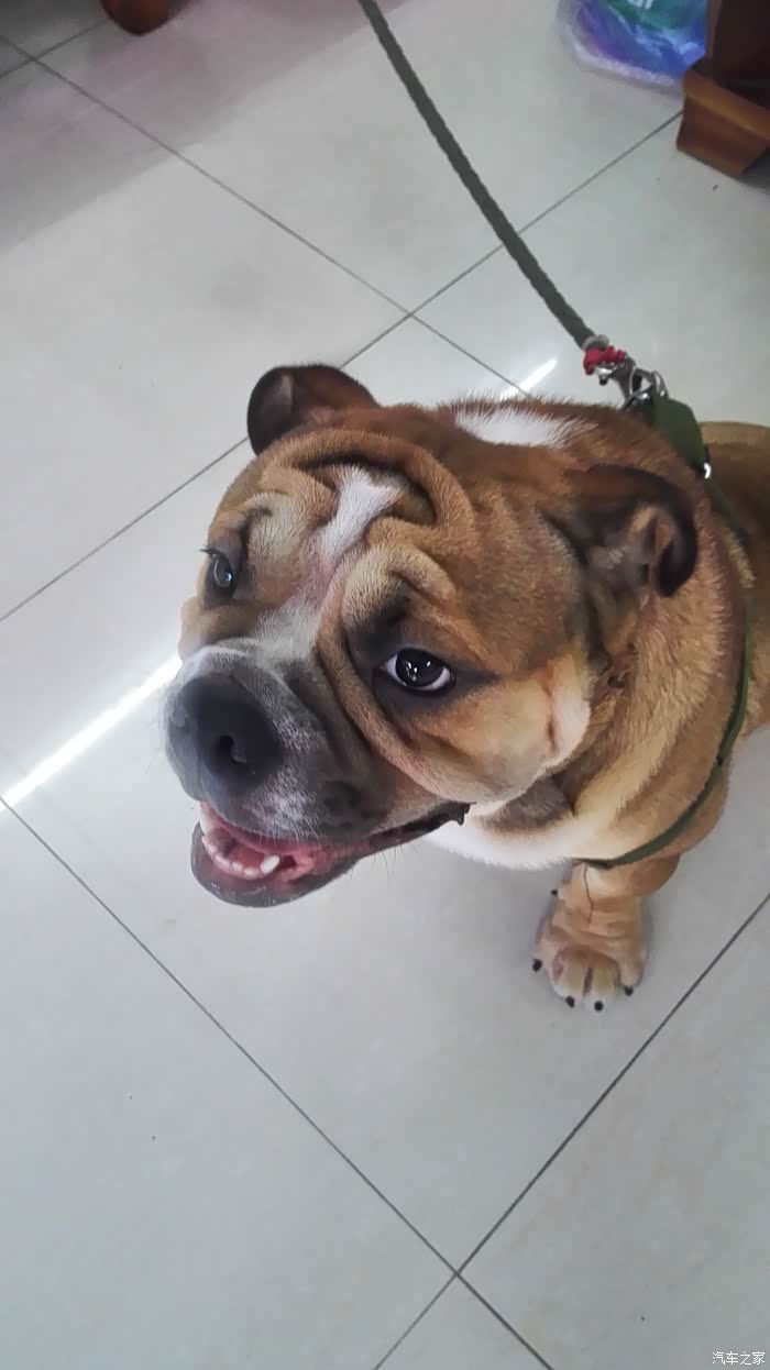 卡罗拉论坛_汽车之家论坛