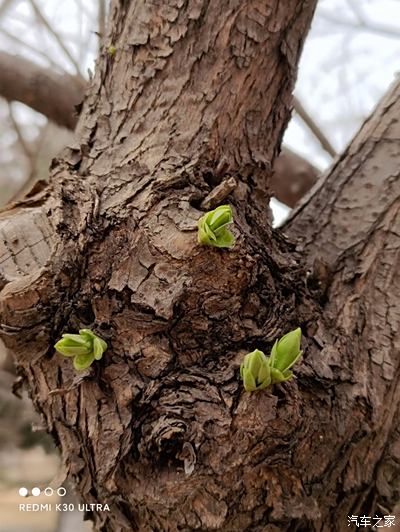 又到大连春天赏花的季节