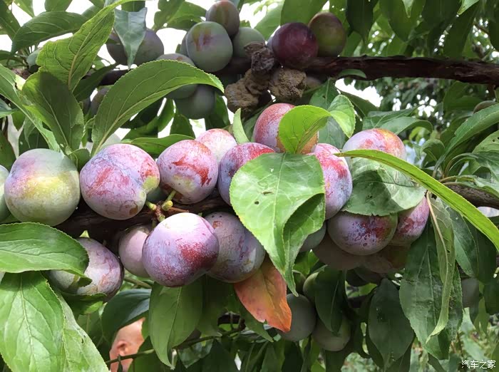 【九寨之行】驾小雅西进东出1800余公里