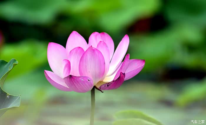 拍莲心经-爱莲之美.人皆有之.