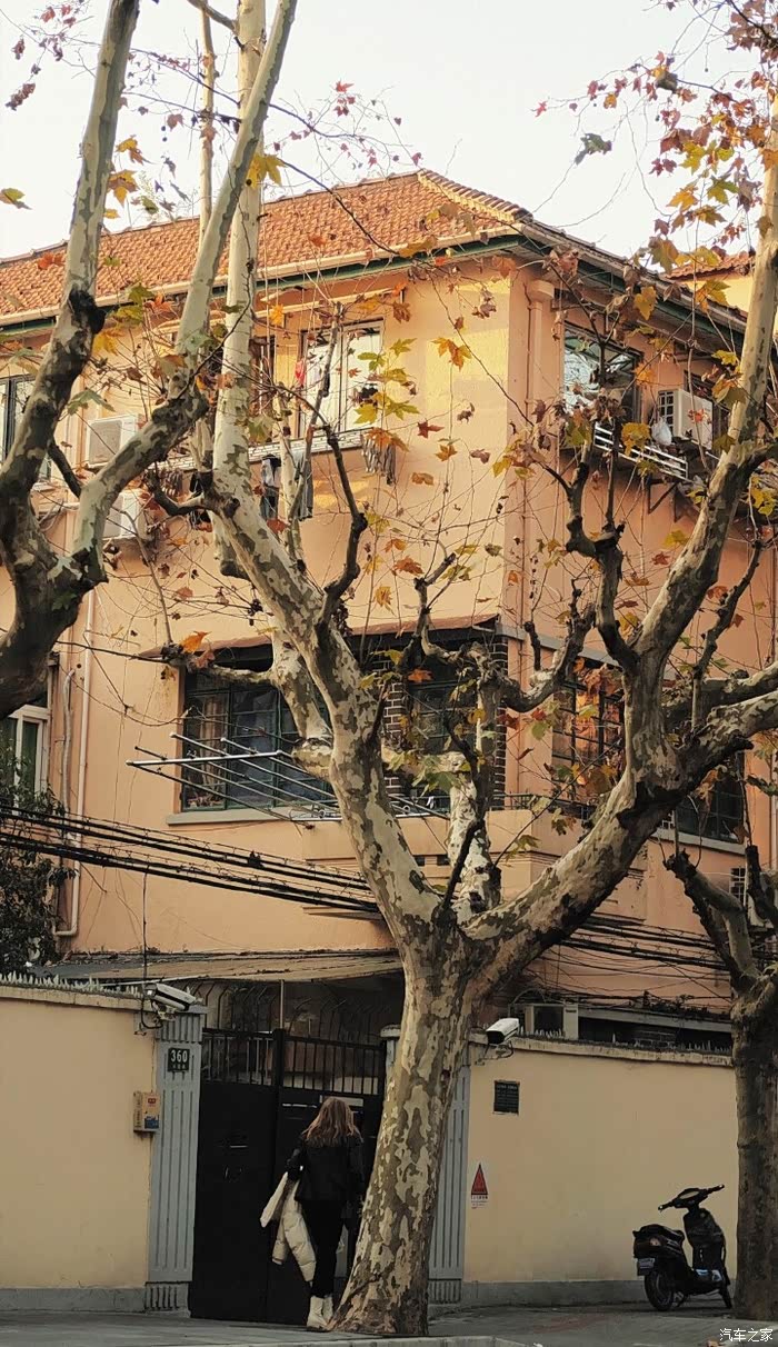 秋天的上海变得格外的深沉路边的梧桐树也枯了