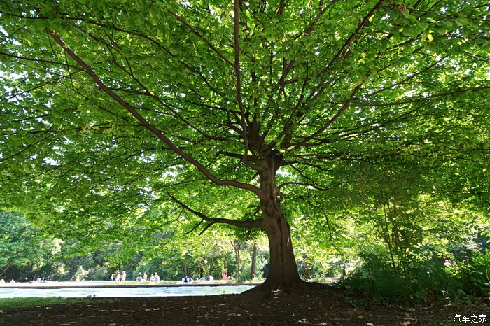 一棵枝叶繁茂树,形状就像一把天然巨大绿伞.