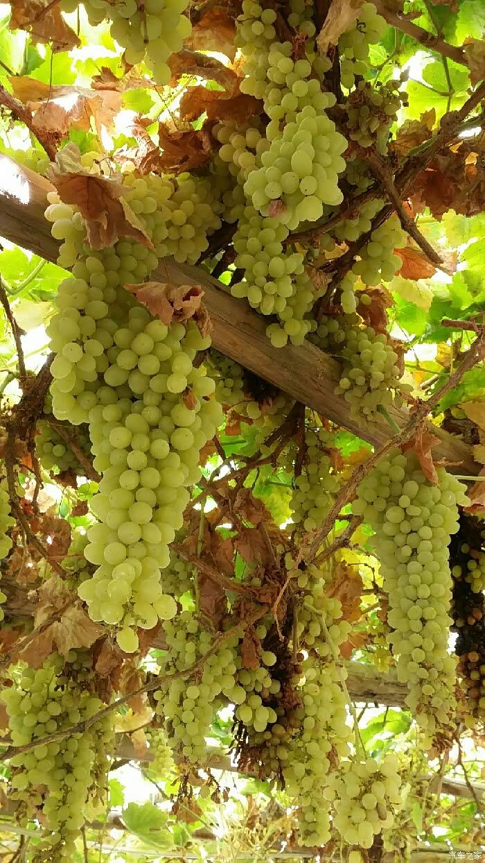 【新疆行】吐鲁番的葡萄熟了