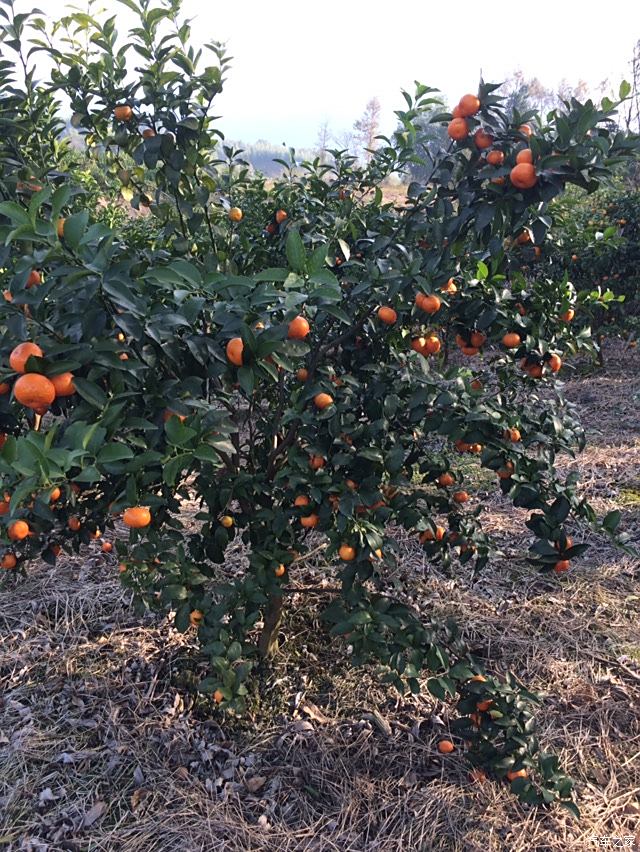澳橘树图片