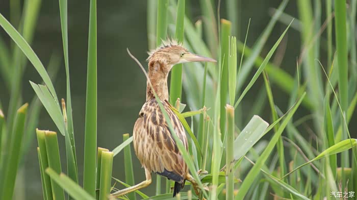 108 | 回复: 5 摄影论坛 雨后的小蹼鸡