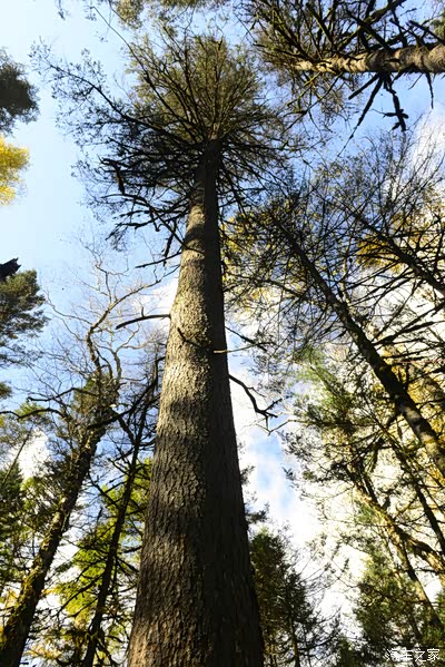鱼鳞云杉树皮就像块块鱼鳞