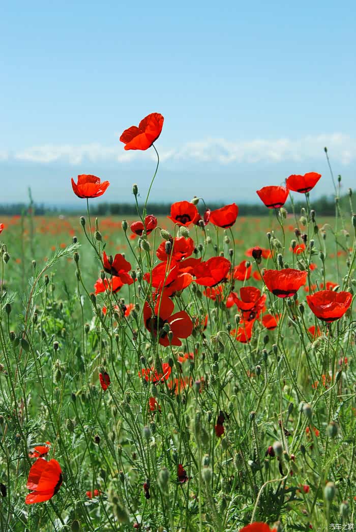 【图】游山玩水之《天山红花红艳艳》_哈弗h2论坛_汽车之家论坛