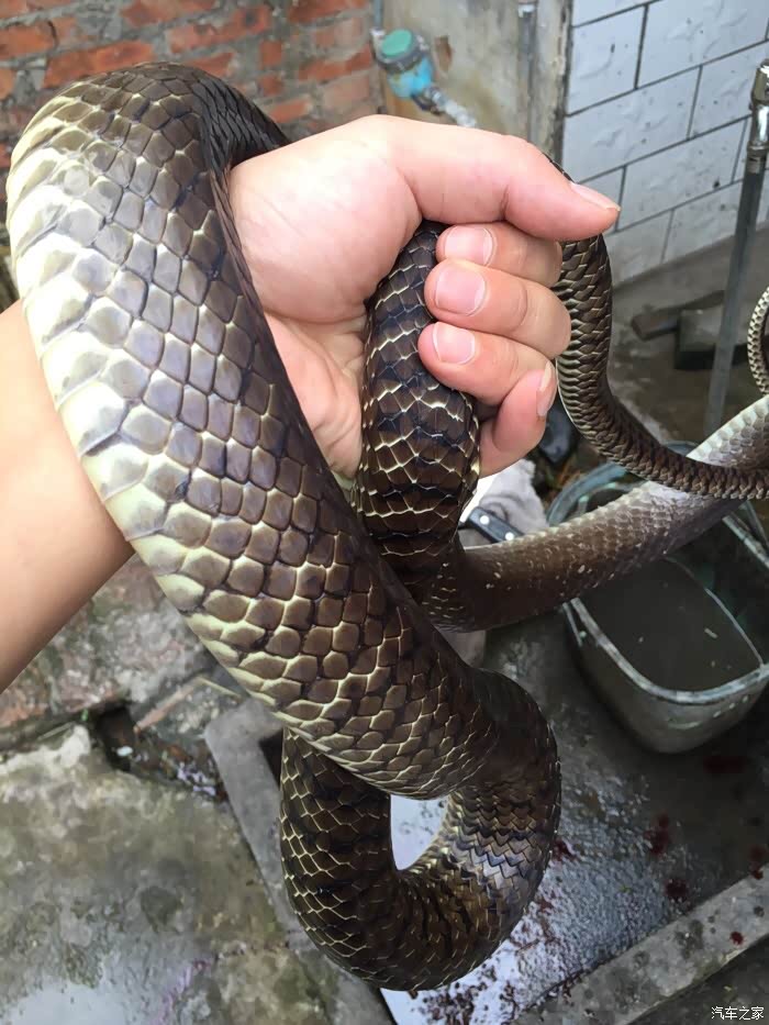 黄沙太远,白云区哪里有?有车友知道吗?