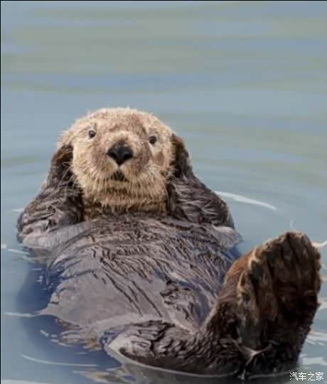 想免费看车展?可以!先来报个名