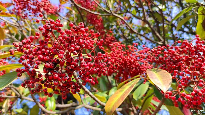 球花石楠的紅色果子在陽光下特別的醒目