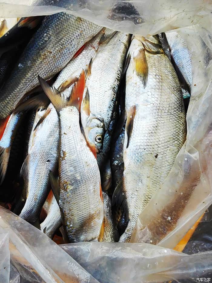 渔民在丹江里捕捞的野生鱼,深秋鱼肥味鲜,非常值得品偿.