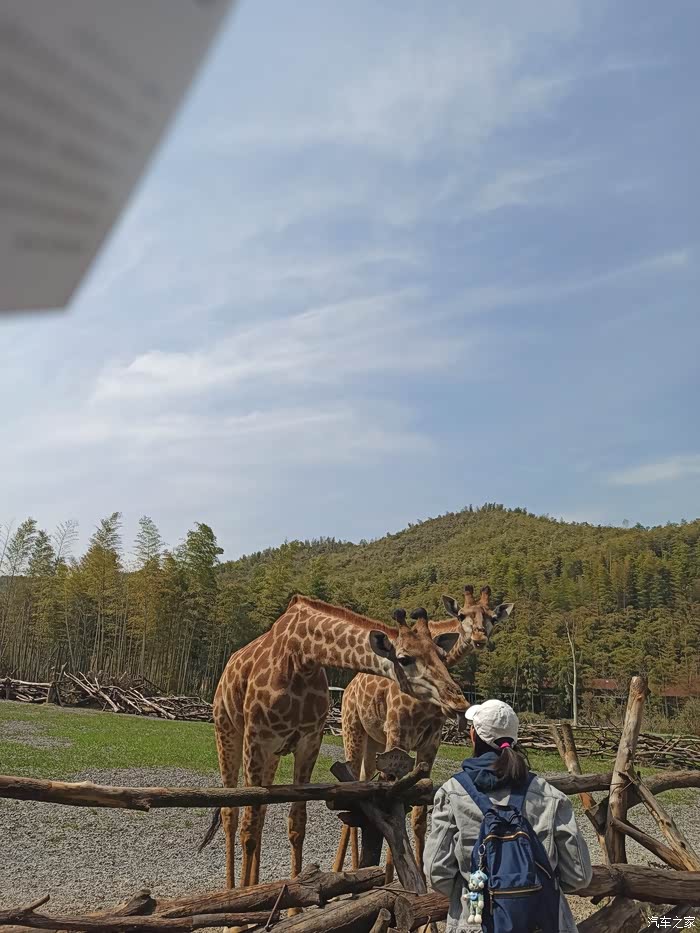 春天的美景就在身边周末小欧逛动物园