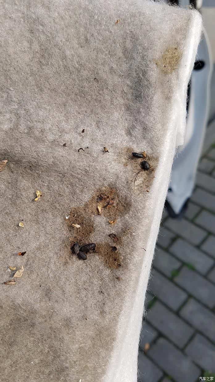 【图】简直疯掉了,空调滤有老鼠屎,发动机上有猫毛