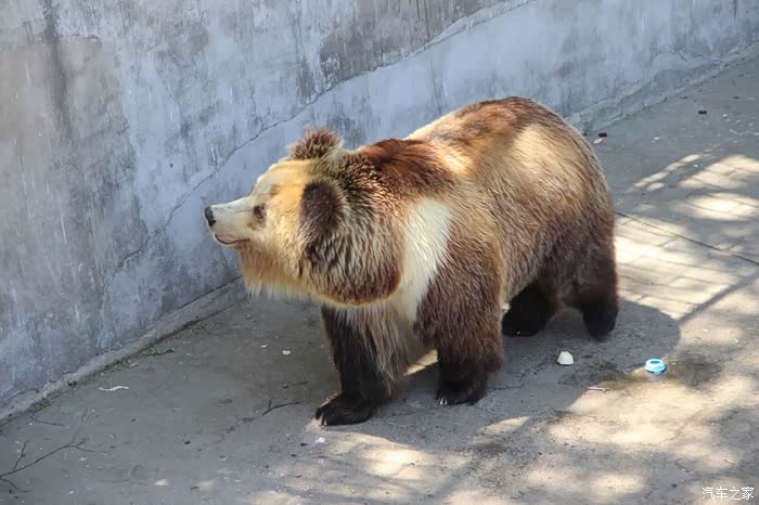 支持江西论坛天津动物园熊山篇