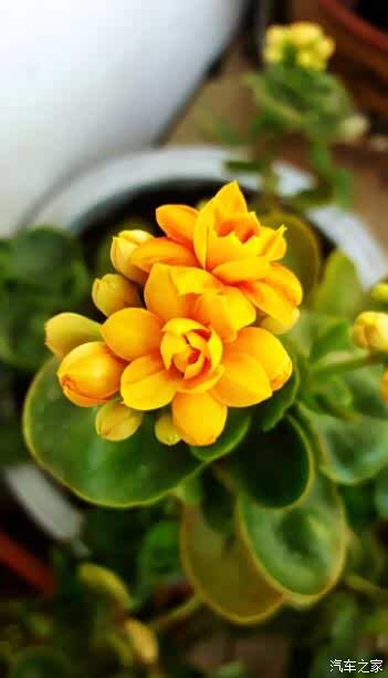 敢发就敢送#办公室中的绿植第二篇——长寿花