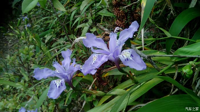 黛尾兰,大片的好看.