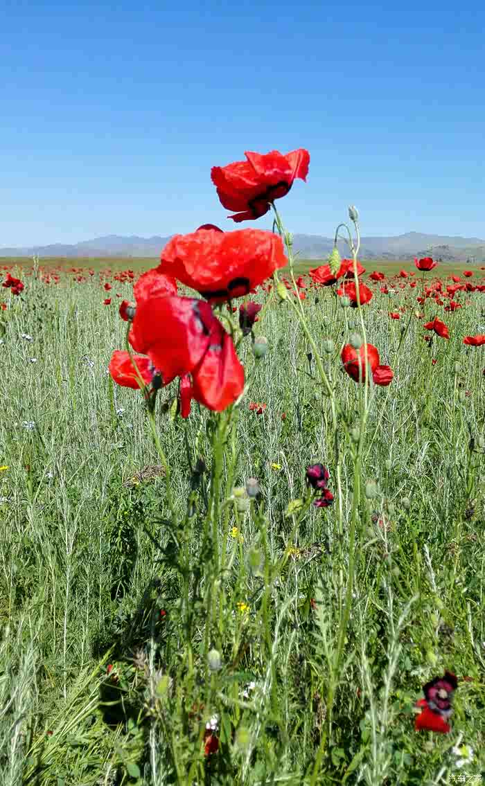 游山玩水之《天山红花红艳艳》