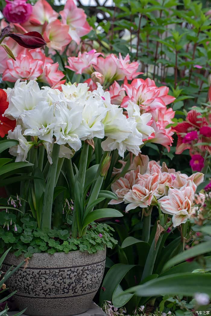 一花一世界,各种美丽动人的花朵真好看