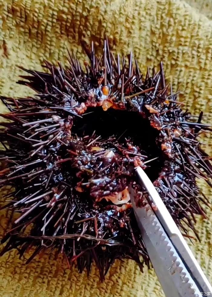 敢发就敢送#美食做法之海胆蒸蛋