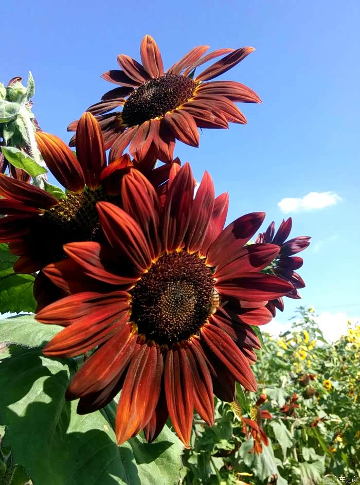 鸿运向日葵:花呈红色,色彩很喜庆,寓意鸿运连连
