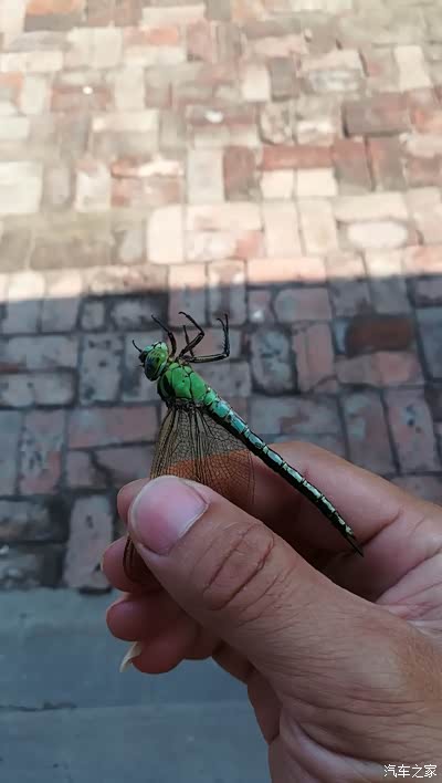 哈哈,忆儿时,钓蜻蜓