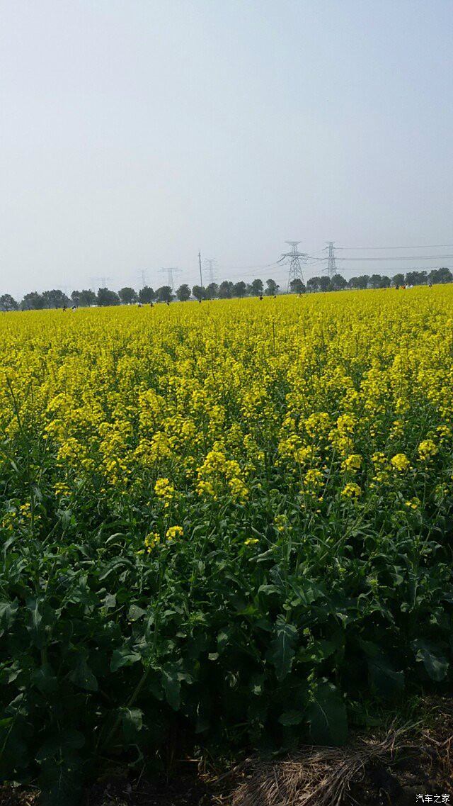 那片金黃油菜花的記憶狼友奉賢莊行鎮