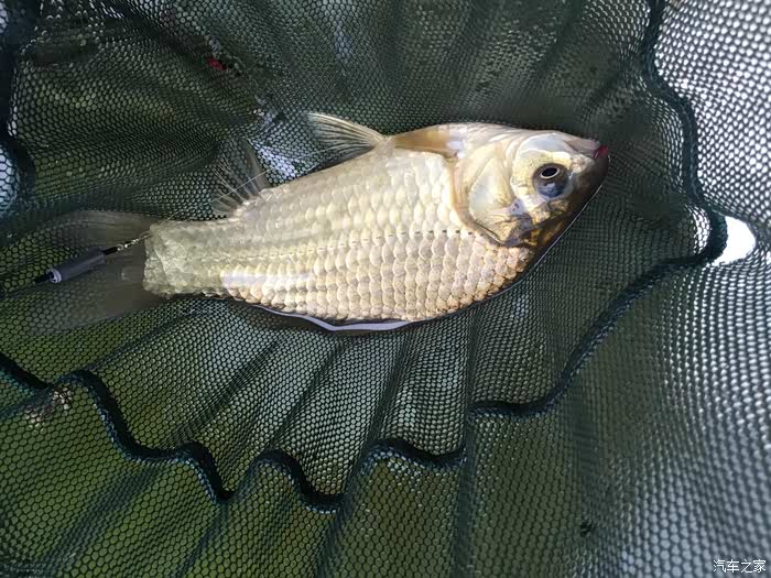 高清唯美大片 卡罗拉伴我游钓水库 申请版主加精.