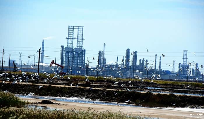 【双节游】胜利桩西海边手机拍海鸥