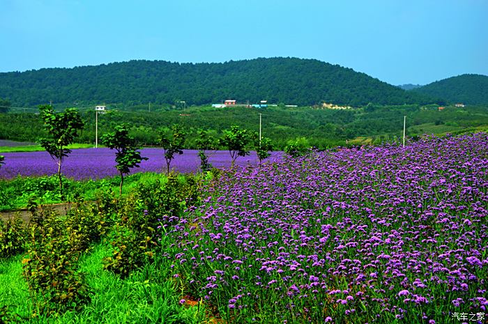 紫烟薰衣草庄园图片
