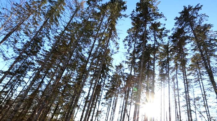 俄罗斯比罗比詹林区行