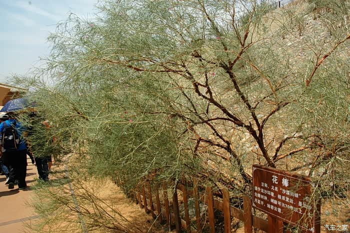 沙漠特有植物——花棒