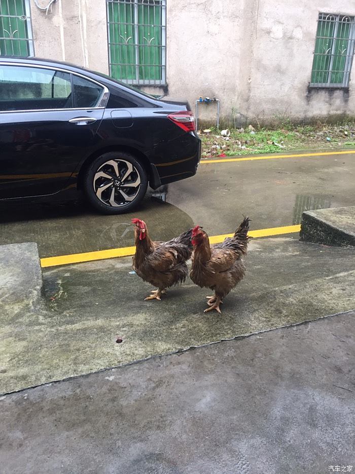 大雨過後的落湯雞