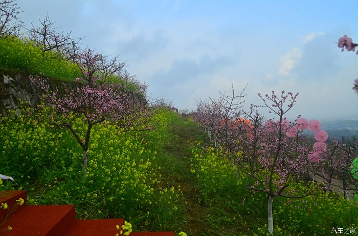 重庆北碚歇马桃花图片