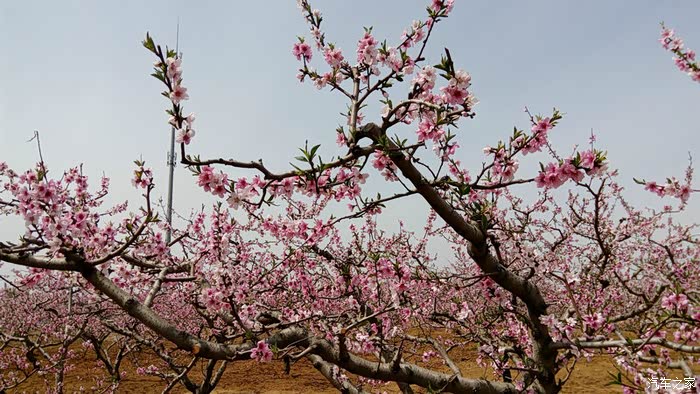 驾小七游北戴河费石庄赏千亩桃花园多图小流量可入观之
